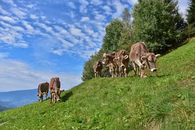 a herd of cows grazing on a grassy hill at Obererhof in SantʼAndrea in Monte
