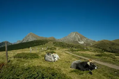 a group of cows laying in a field with mountains in the background at Haus Winkler in Vilpiano