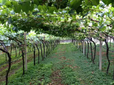 a row of grape vines in a vineyard at Villa KaTo in Caldaro
