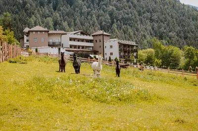 a group of animals walking in a field at Hotel Bergschlössl in Luson