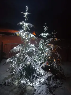 a christmas tree decorated with lights in the snow at B&B RAINA in Castelfondo