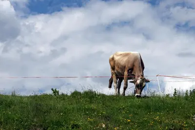 a cow standing in a field of grass at Sporting Clubresidence in San Martino di Castrozza
