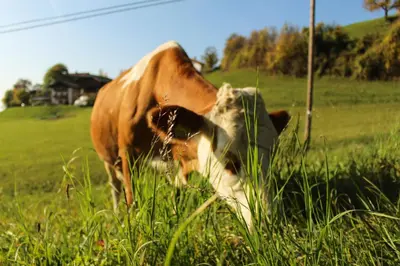 a brown and white cow eating grass in a field at Putzerhof in Siusi