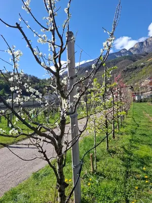 a row of cherry trees in a vineyard at Versigglhof in Appiano sulla Strada del Vino