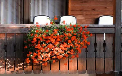 a hanging basket of orange flowers on a fence at Hotel ADLER Carezza in Nova Levante