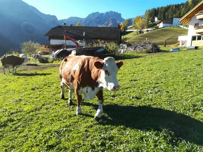 a brown and white cow standing in a field at Bigraberhof in Valdaora