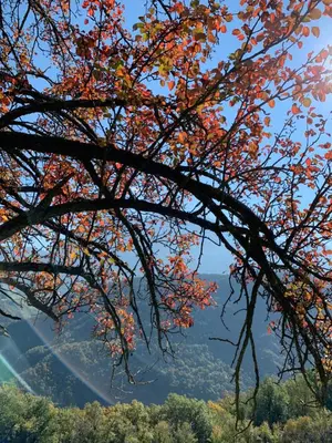 a tree with autumn leaves on it with a view at Villa Floris in Bressanone