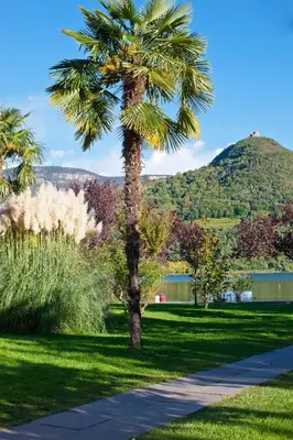 a palm tree in a park with a sidewalk at Seegarten in Caldaro
