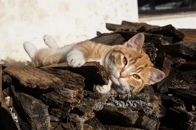 a cat laying on top of a pile of wood at Tötscherhof in Terento