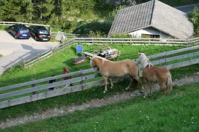 a group of horses standing next to a fence at Gstattlhof Mountain Farmhouse in Braies