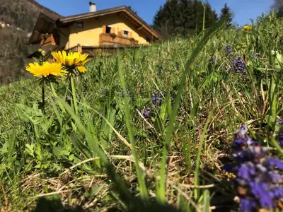 a field of flowers with a house in the background at Eco-Baita Natura Spensierata in Canale San Bovo