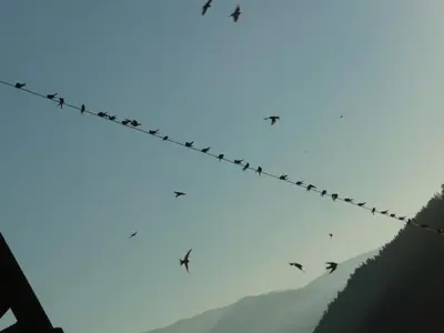 a flock of birds flying on a power line at Berggasthaus Agritur Moserhof in Braies