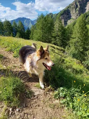 a dog running on a path in a field at Bacherhof in Val di Vizze