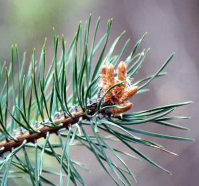a pine tree branch with a pine cone at Appartements Pension Sonia in Funes