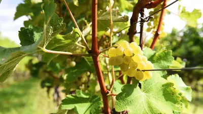 a bunch of green grapes hanging from a tree at Weingut am Platzl in Appiano sulla Strada del Vino