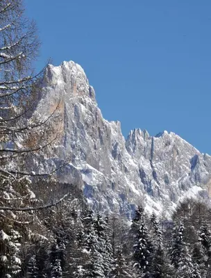 a mountain covered in snow with trees in the foreground at Albergo Antico in Predazzo