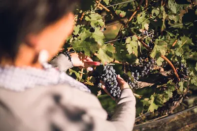 a woman is picking grapes from a vineyard at Hotel Mandelhof in Appiano sulla Strada del Vino