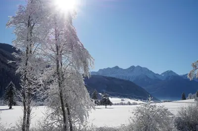 a tree covered in snow with the sun behind it at Supperior Appartement in Rasùn di Sotto