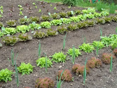 a row of lettuce plants in a garden at Pension Schlaneiderhof in Meltina