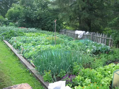 a garden with many different types of vegetables at Agriturismo Feur Hof in San Martino in Badia