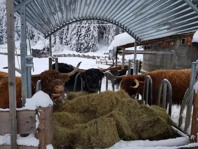 a group of cows eating hay in a barn in the snow at Agriturismo Feur Hof in San Martino in Badia