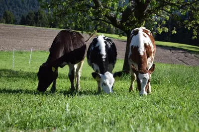three cows grazing in a field of grass at Niederhaeusererhof in Falzes
