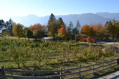 a fence in a field with trees and mountains at Agritur Scoiattolo in Coredo