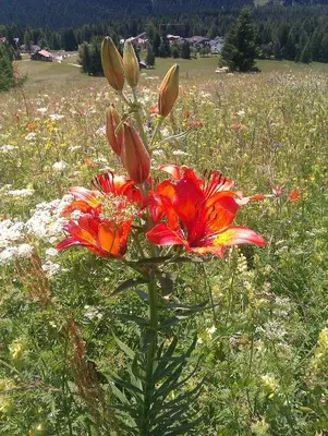 a red flower in the middle of a field of flowers at Hotel Sole Family Hotel in Predazzo