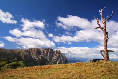 a dead tree on top of a hill with a mountain at Hotel Piné in Tires