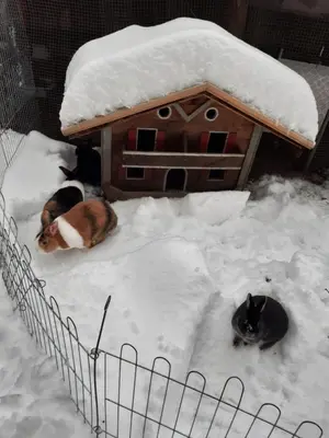 a dog laying in the snow next to a bird house at App Brunner in Valdaora