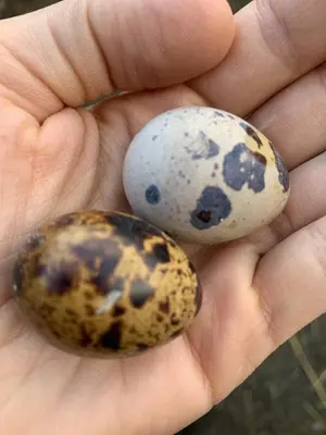 two quail eggs in a persons hand at Moar am Ort in Schenna