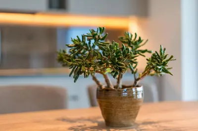 a plant in a vase sitting on a table at Moar am Ort in Schenna
