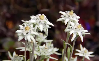 a group of white flowers are shown at Hotel Zanon in Ziano di Fiemme