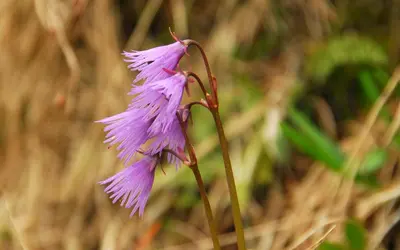 a purple flower is growing in a field at Hotel Zanon in Ziano di Fiemme