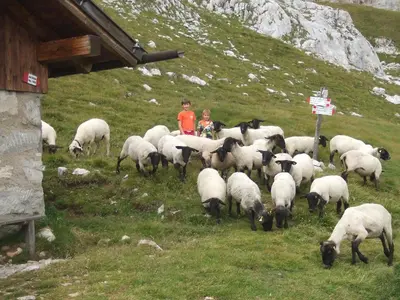 a herd of sheep on a hill with two children at Agriturismo Maso Santa Libera in Tesero