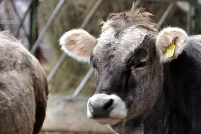 a cow with a yellow tag in its ear at Agriturismo Maso Santa Libera in Tesero