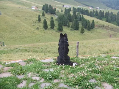 a black horse statue sitting in a field of flowers at Agriturismo Maso Santa Libera in Tesero