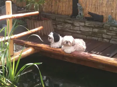 two dogs sitting on a wooden deck next to the water at Residence Priska in Racines