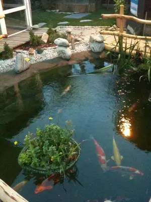 a pond with a bunch of fish in it at Residence Priska in Racines