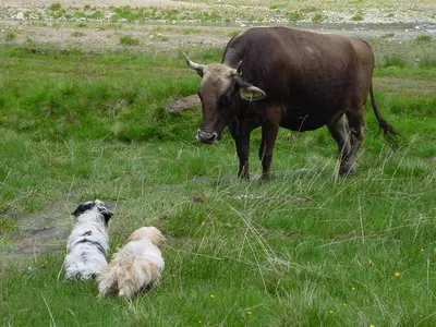 a cow standing next to two dogs in a field at Residence Priska in Racines