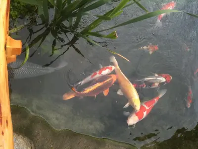 a group of koi fish swimming in a pond at Residence Priska in Racines