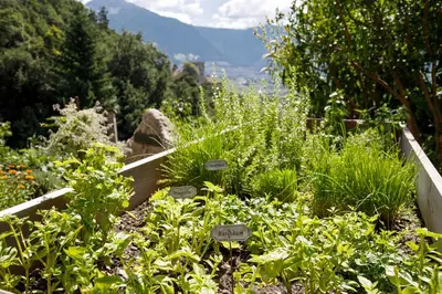 a garden with many different types of plants at Garni Oberanger in Tirolo