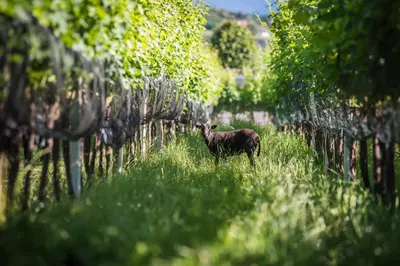 a goat standing in a field of grass with trees at Lochererhof in Appiano sulla Strada del Vino