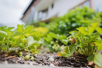 a garden with a bunch of green plants at PLAN DE CORONES apartments in San Vigilio Di Marebbe