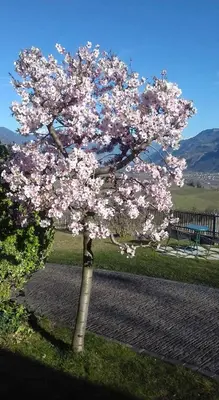 a tree with pink flowers on it in the grass at Landhaus Weingut in Cornaiano