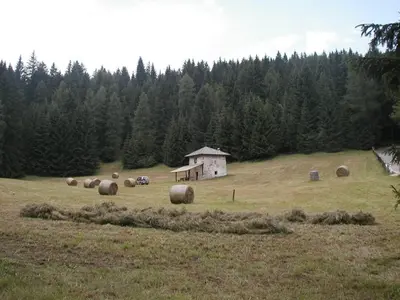 a group of sheep grazing in a field at Locanda Alpina in Brez