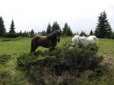 two horses are standing in a grassy field at Locanda Alpina in Brez