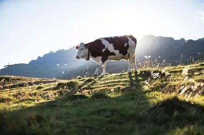 a cow standing on a hill in a field at Hotel Costabella in Passo San Pellegrino
