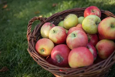 a basket of apples sitting on the grass at Kircherhof in Bressanone