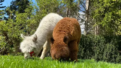 two sheep grazing in a field of grass at Dolomit Boutique Hotel in La Villa